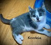 Kookie