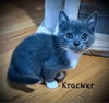 Kracker