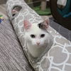 Mogli