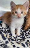 Apricot