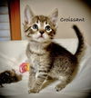 Croisant