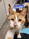 Fabio