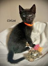 Chloe #3