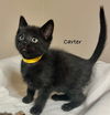 Carter #2