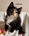 Calista