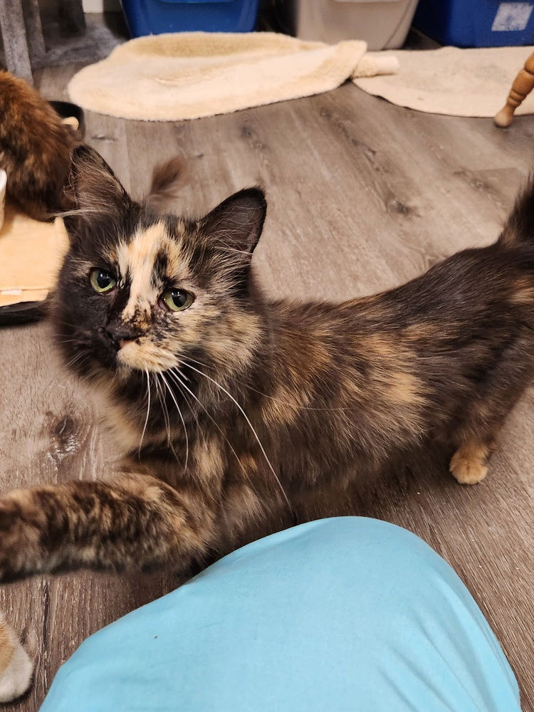adoptable Cat in Westfield, WI named Foxie