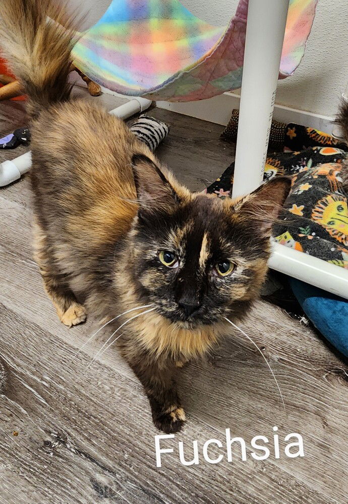adoptable Cat in Westfield, WI named Fuchsia