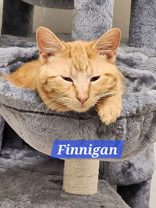 Finnigan