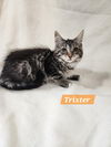 Trixter