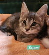 Tatum