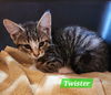 Twister