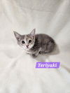 Teriyaki