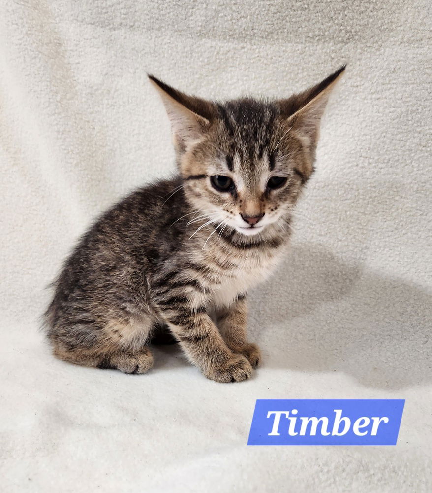 adoptable Cat in Westfield, WI named Timber