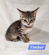 adoptable Cat in  named Timber