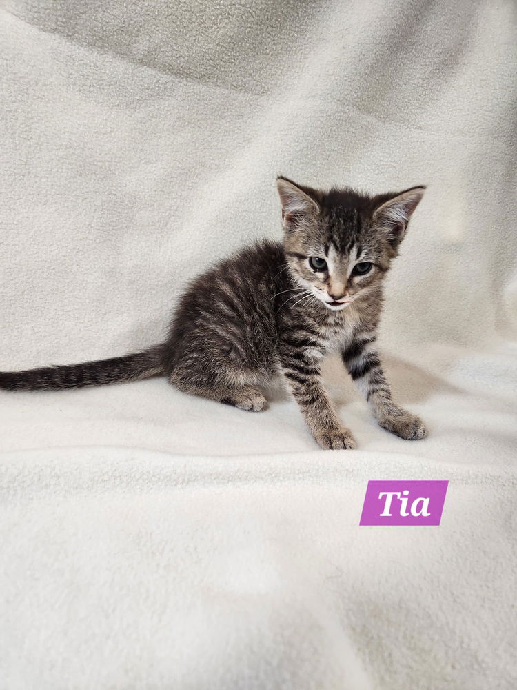 adoptable Cat in Westfield, WI named Tia