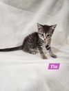 Tia
