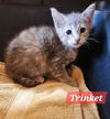 Trinket