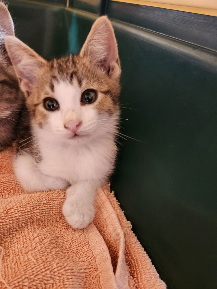 adoptable Cat in Westfield, WI named Toby #4