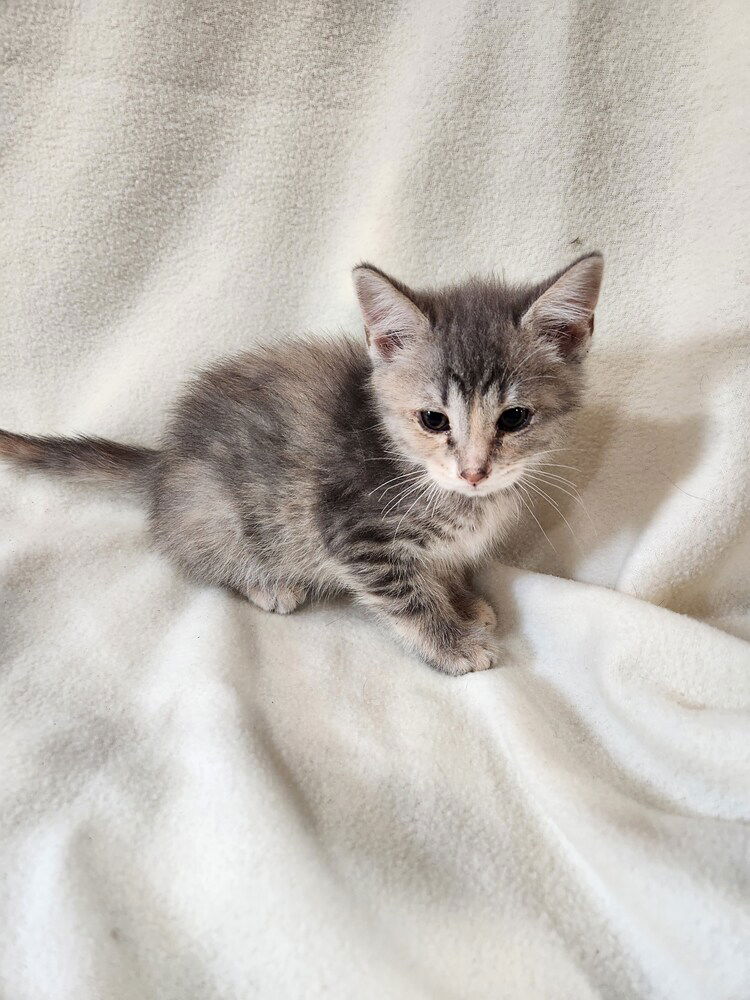 adoptable Cat in Westfield, WI named Tamale