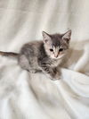 adoptable Cat in westfield, WI named Tamale