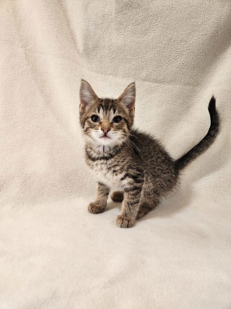 adoptable Cat in Westfield, WI named Tripp