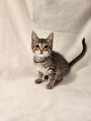 adoptable Cat in  named Tripp