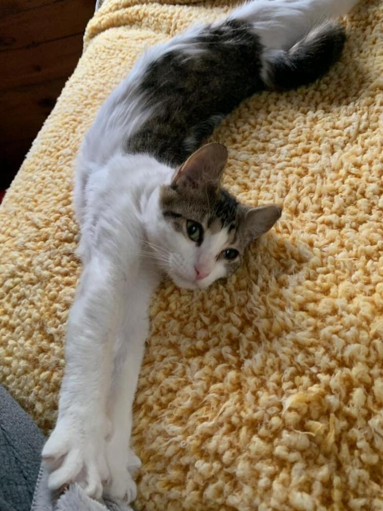 adoptable Cat in Westfield, WI named Sweety