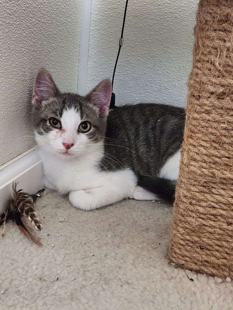 adoptable Cat in Westfield, WI named Teddy #6