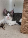 adoptable Cat in westfield, WI named Teddy #6