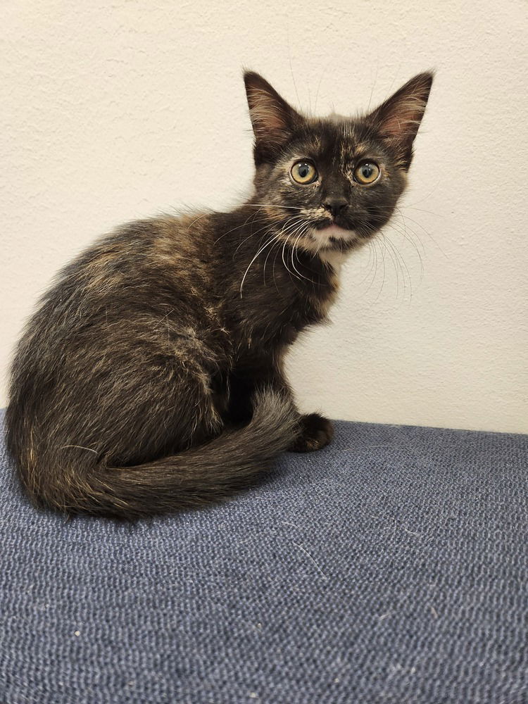 adoptable Cat in Westfield, WI named Lima