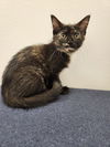 adoptable Cat in  named Lima