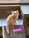 Bubble
