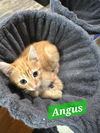Angus