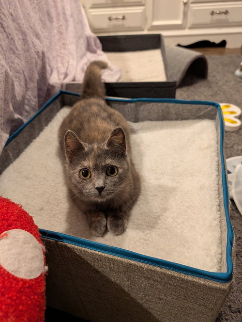 Magpie #2, an adoptable Domestic Short Hair in Westfield, WI