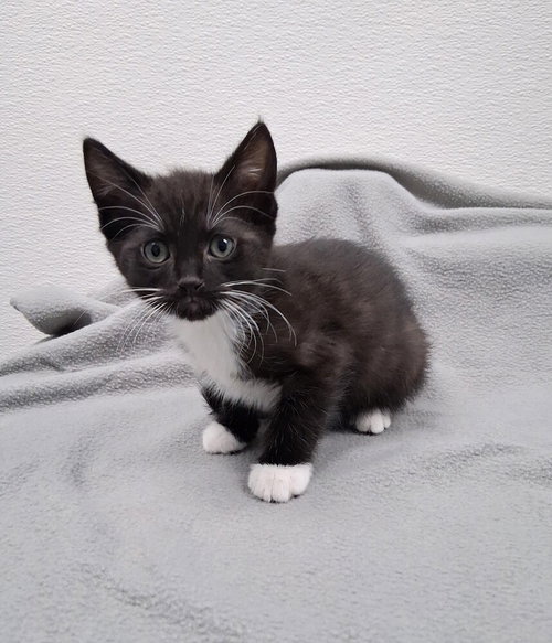 Jesse James, an adoptable Domestic Short Hair in Westfield, WI