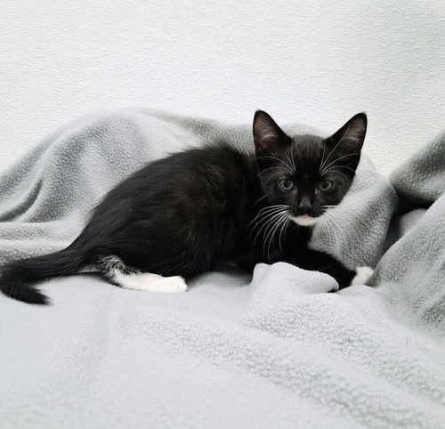 Doc Holliday, an adoptable Domestic Short Hair in Westfield, WI