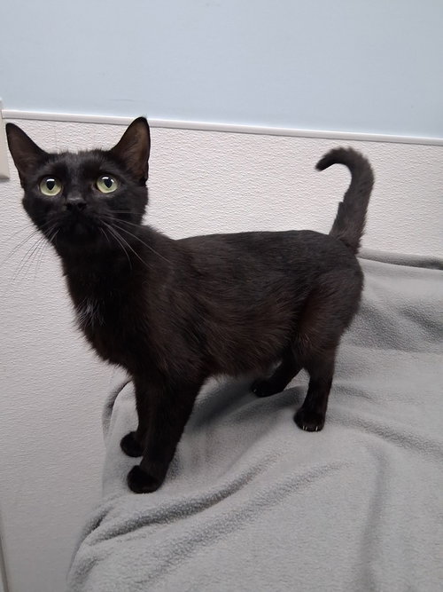 Calamity Jane, an adoptable Domestic Short Hair in Westfield, WI