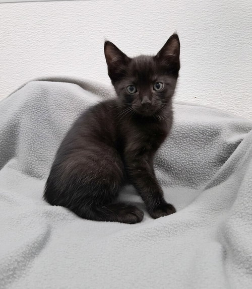 Wild Bill, an adoptable Domestic Short Hair in Westfield, WI