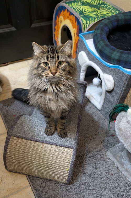 Lita #2, an adoptable Domestic Medium Hair in Westfield, WI
