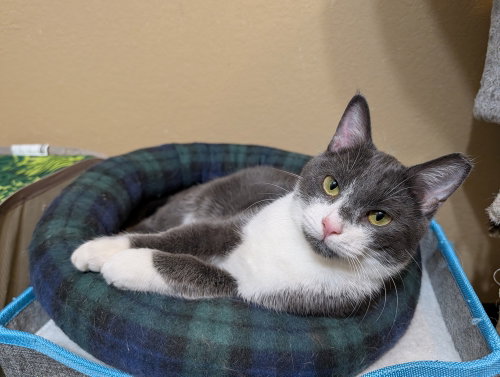Hendrix, an adoptable Domestic Short Hair in Westfield, WI
