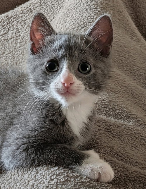 Raindrop, an adoptable Domestic Short Hair in Westfield, WI