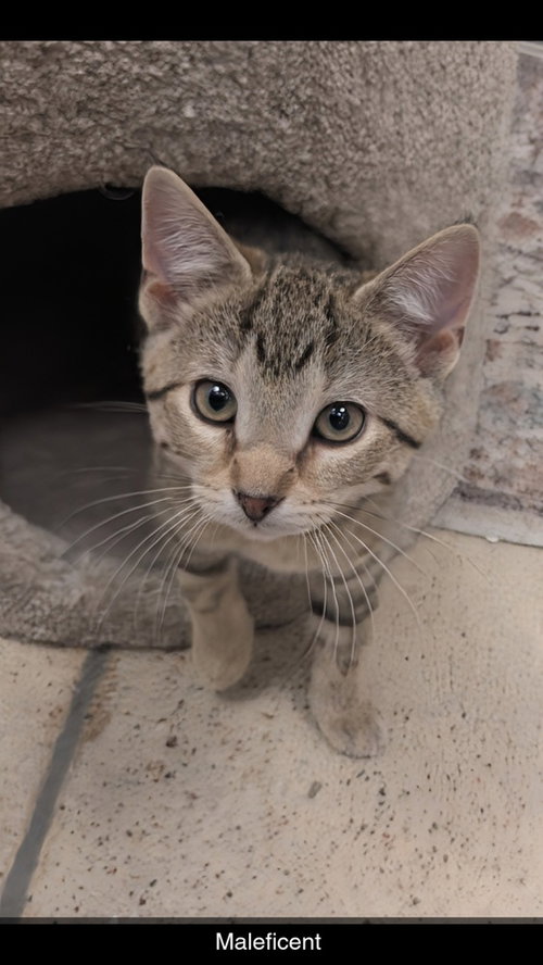 Maleficent, Baby Domestic Short Hair / Domestic Short Hair / Mixed (short coat), cat for adoption in Westfield, Wisconsin