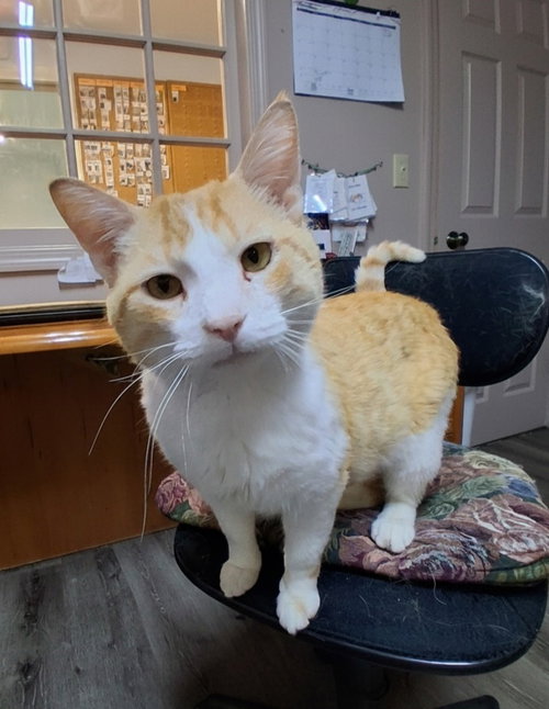 Larry #5, Adult Domestic Short Hair (short coat), cat for adoption in Westfield, Wisconsin