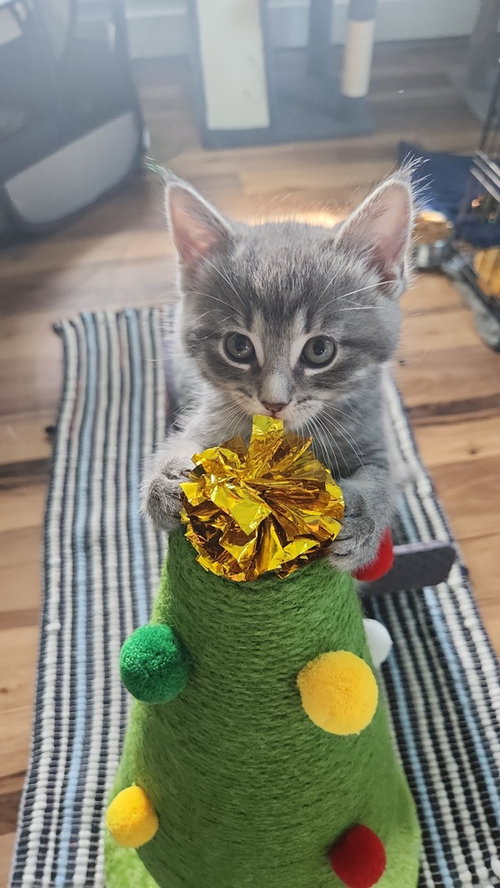 Gardenia, Baby Domestic Short Hair / Domestic Short Hair / Mixed (short coat), cat for adoption in Westfield, Wisconsin
