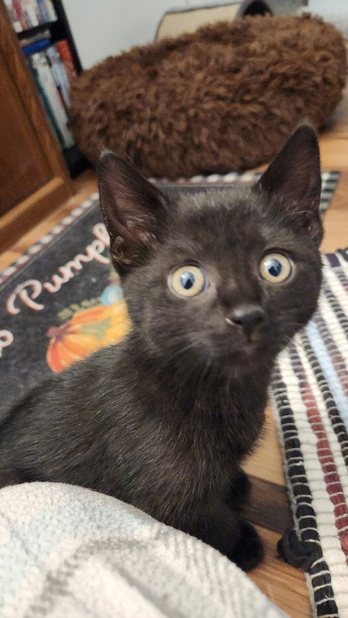 Cypress, Baby Domestic Short Hair / Mixed (short coat), cat for adoption in Westfield, Wisconsin