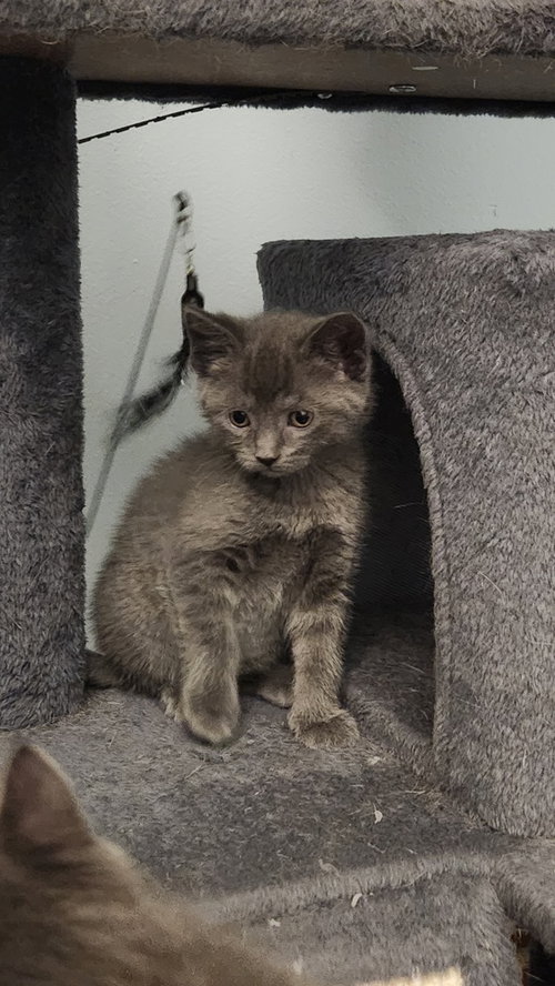 Juniper, Baby Domestic Short Hair / Mixed (short coat), cat for adoption in Westfield, Wisconsin