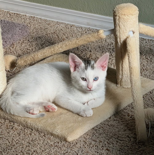 Dill, Baby Domestic Short Hair (short coat), cat for adoption in Westfield, Wisconsin