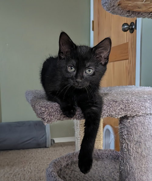 Sage #3, Baby Domestic Short Hair (short coat), cat for adoption in Westfield, Wisconsin