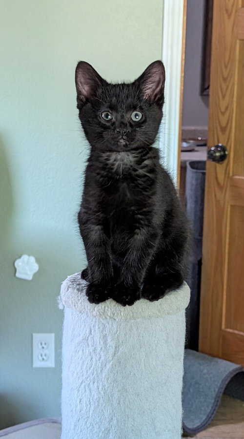 Mint, Baby Domestic Short Hair (short coat), cat for adoption in Westfield, Wisconsin