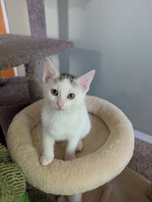 Rosemary #2, Baby Domestic Short Hair (short coat), cat for adoption in Westfield, Wisconsin